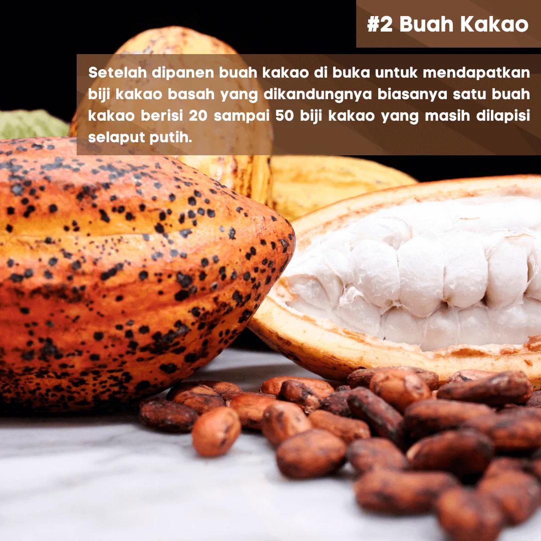 2 Buah Kakao