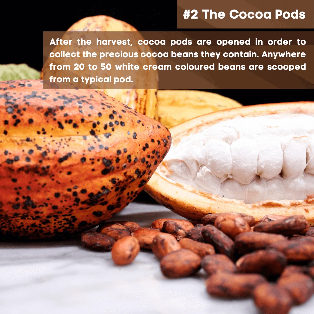 2 The Cocoa Pods