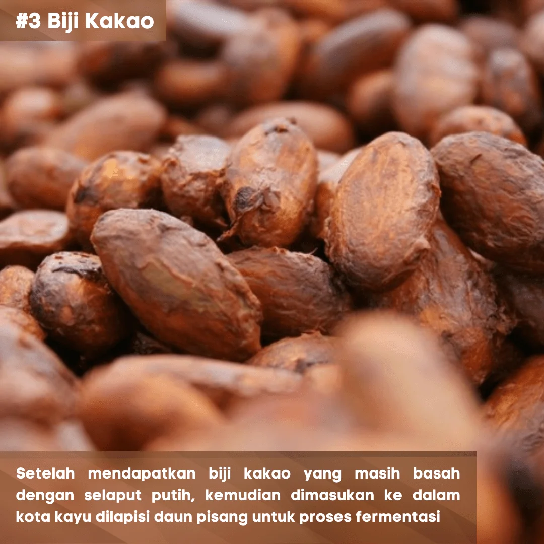 3 Biji Kakao