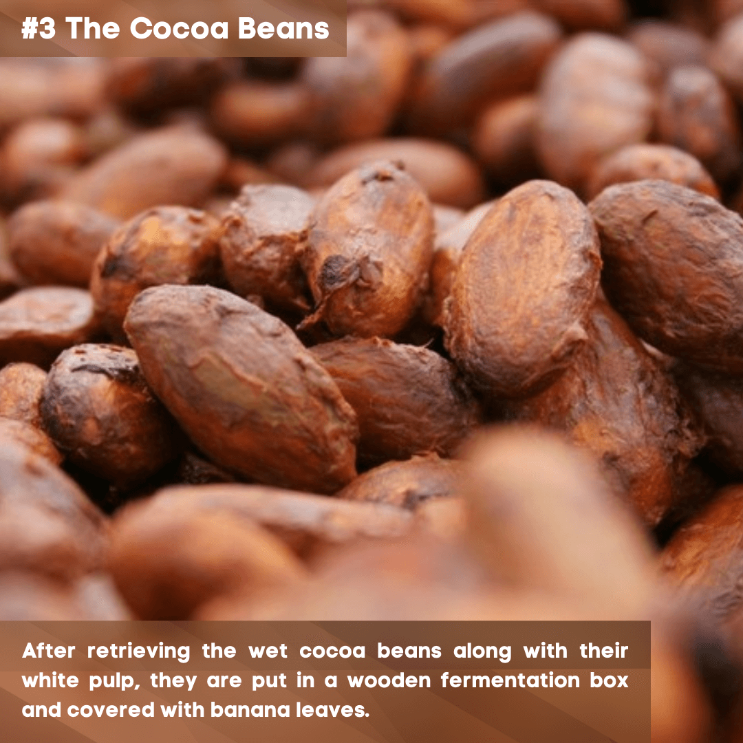 3 The Cocoa Beans