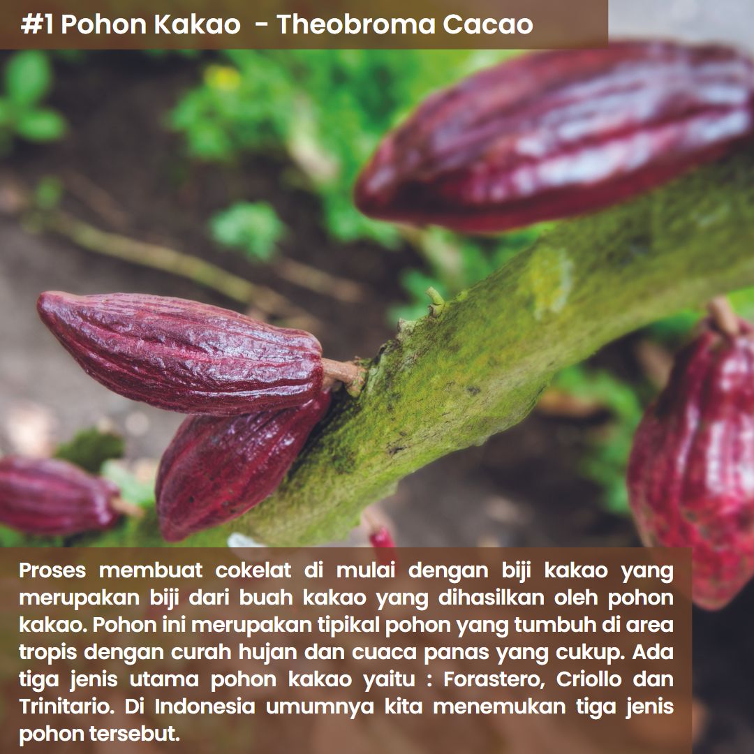 1 Pohon Kakao - Theobroma Cacao
