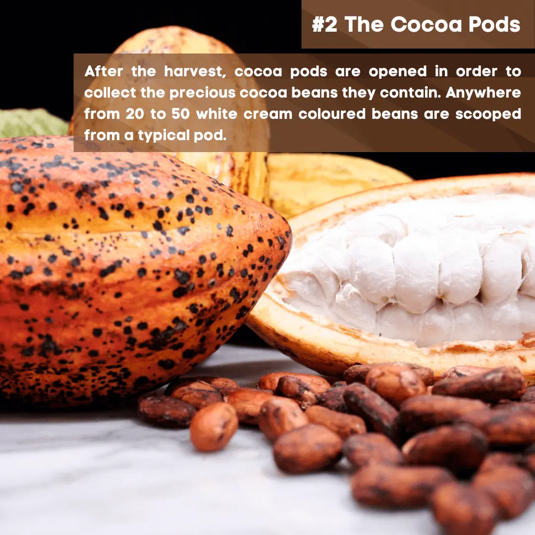 2 The Cocoa Pods